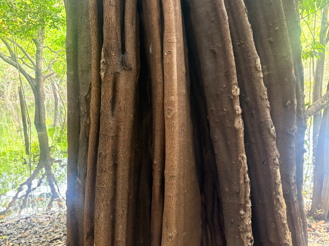 Amazon Green Tours-玛瑙斯必去景点