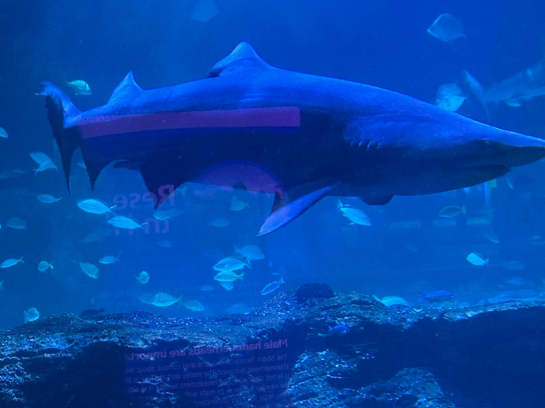 Newport Aquarium-Newport必去景点