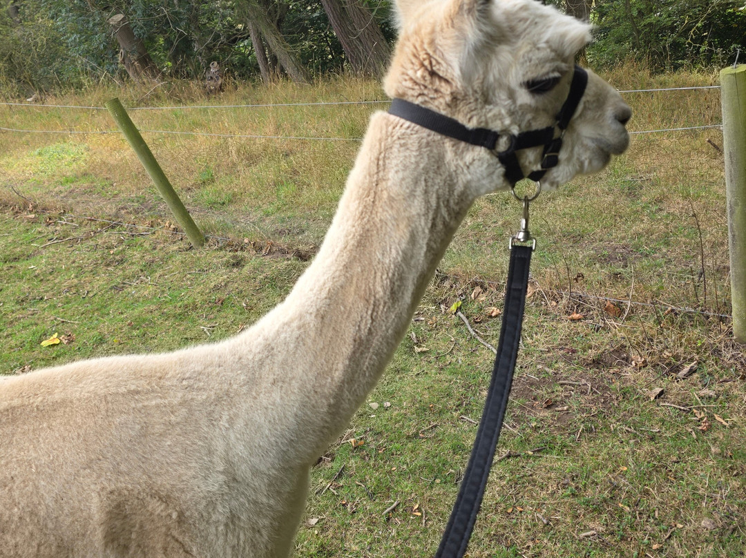 Teesdale Alpacas (Open by Appointment Only)-Barnard Castle必去景点