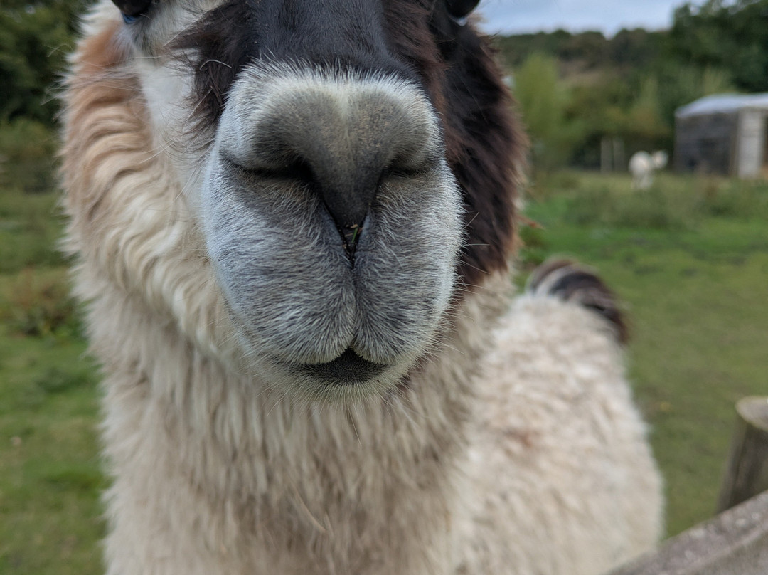 Teesdale Alpacas (Open by Appointment Only)-Barnard Castle必去景点