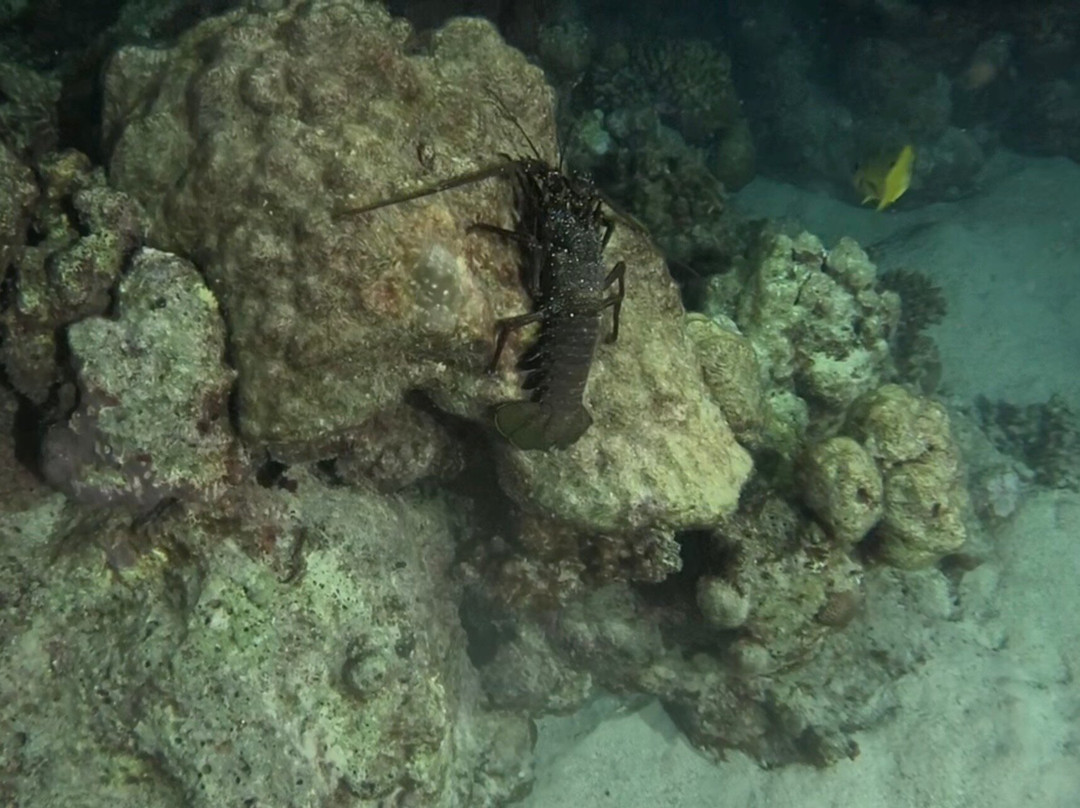 ORCA Dive Club Wadi Lahmy-马萨阿拉姆必去景点