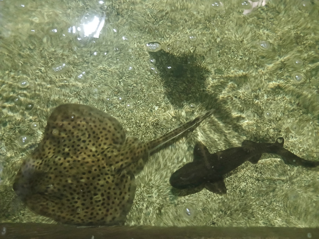 Ilfracombe Aquarium-伊尔弗勒科姆必去景点