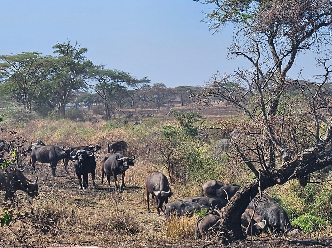 BADGER ADVENTURES TOURS & SAFARI-Arusha Chini必去景点