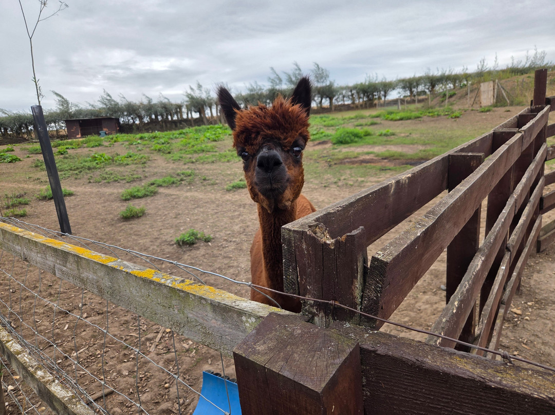 Blackwater Alpacas & Pygmy Goats-布伦特里必去景点