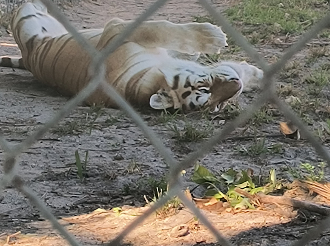 Big Cat Habitat-萨拉索塔必去景点