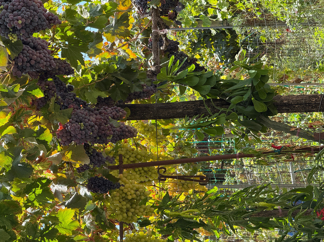Garakis Winery-Kounavi必去景点