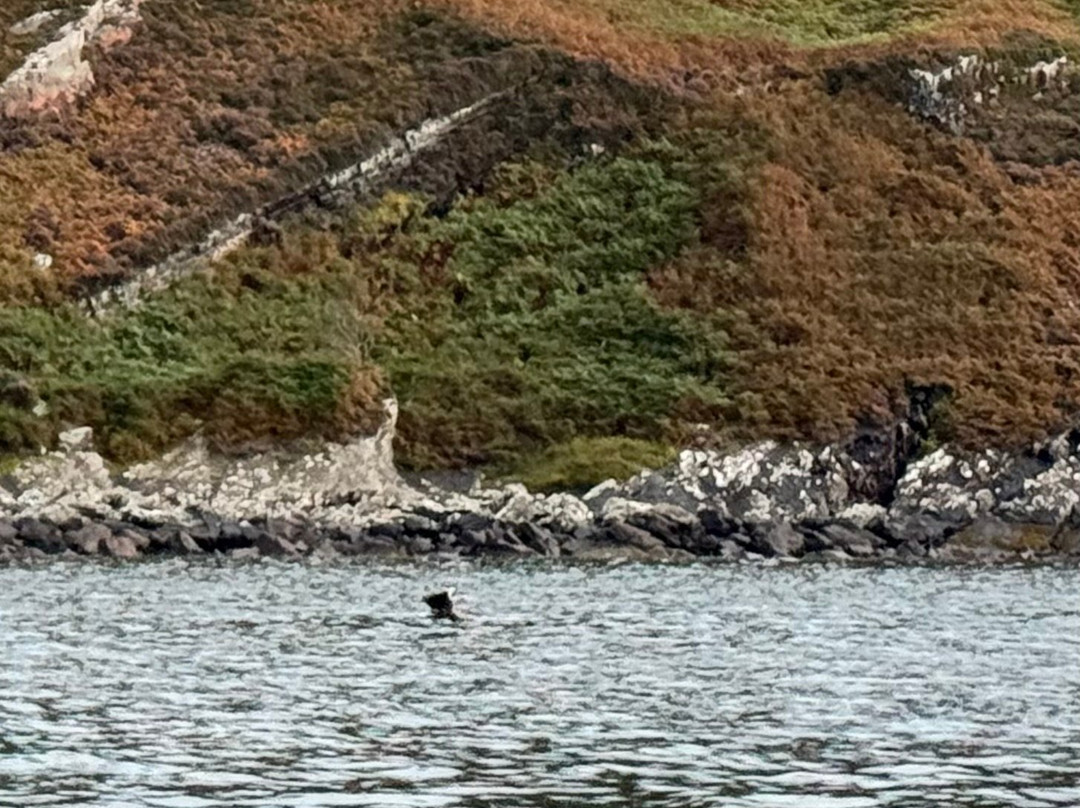 Stardust Boat Trips Portree-Portree必去景点