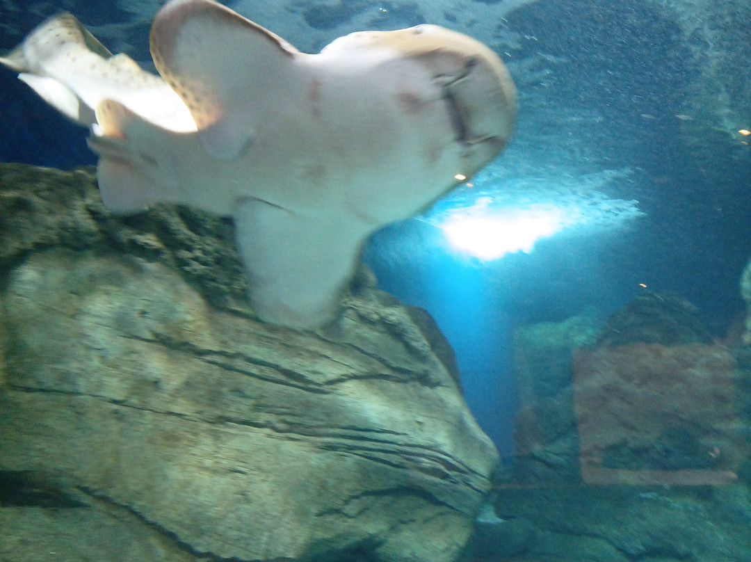 Lanzarote Aquarium-科斯塔特吉塞必去景点