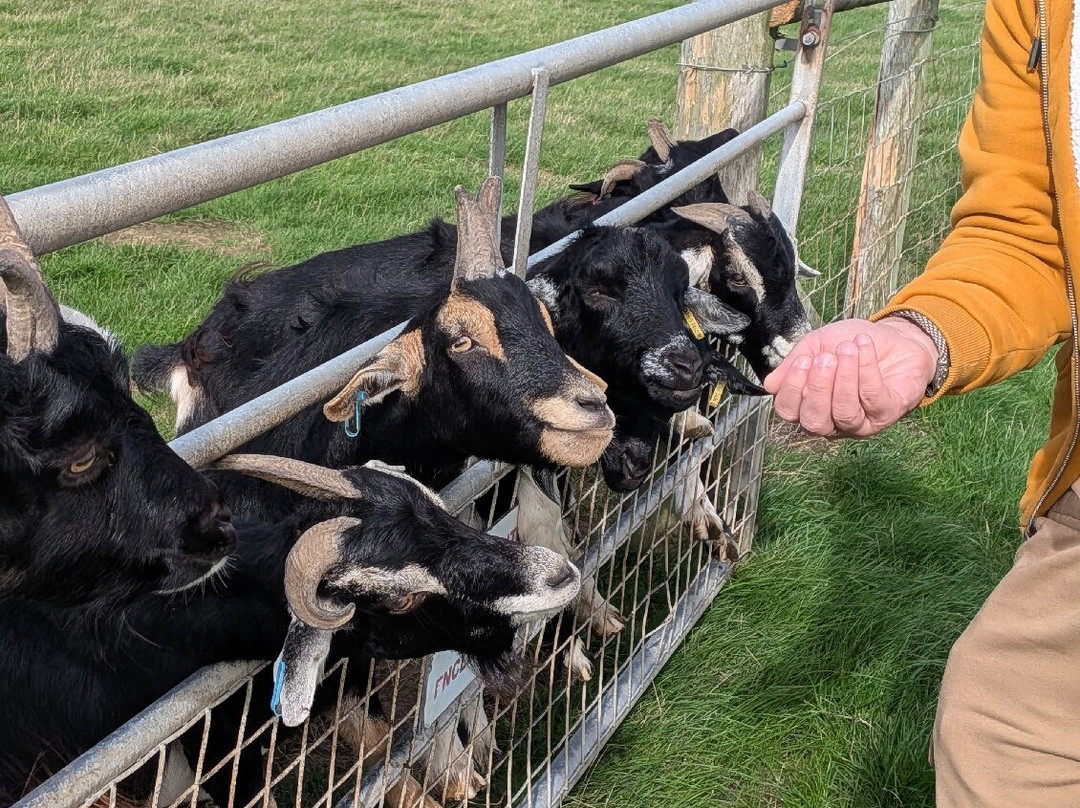 Cardigan Island Coastal Farm Park-Cardigan必去景点