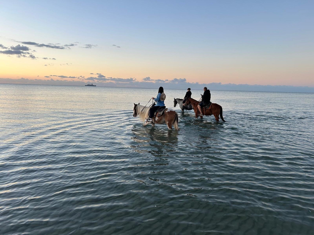 Family Horses 373-5361953-Marina di Ginosa必去景点