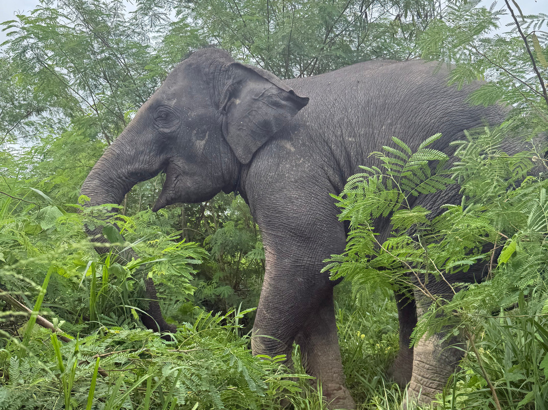 The Lake Phuket Elephant Home-Thep Krasatti必去景点
