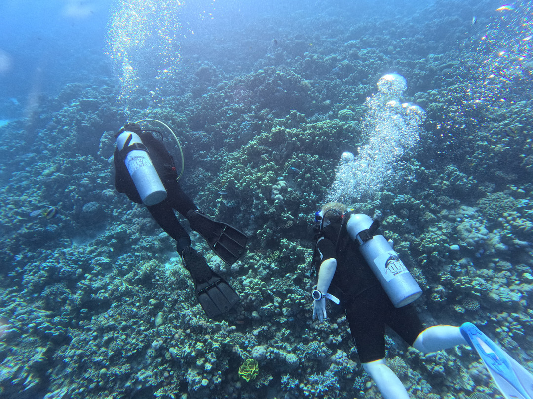 ORCA Dive Club Soma Bay-索马湾必去景点