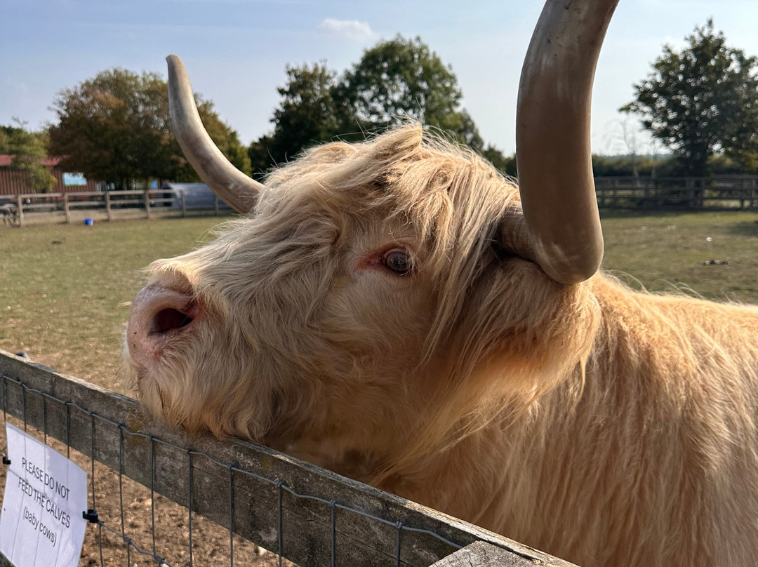 Barleylands Farm Park-Billericay必去景点