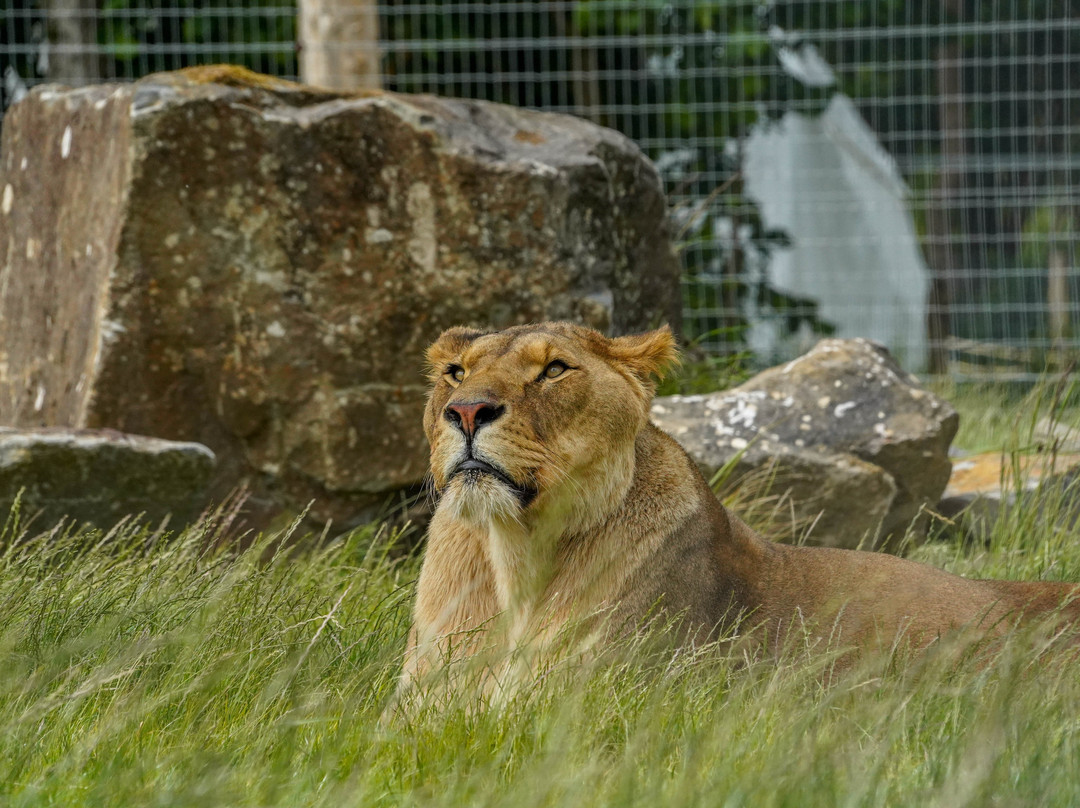 Noah's Ark Zoo Farm-Wraxall必去景点