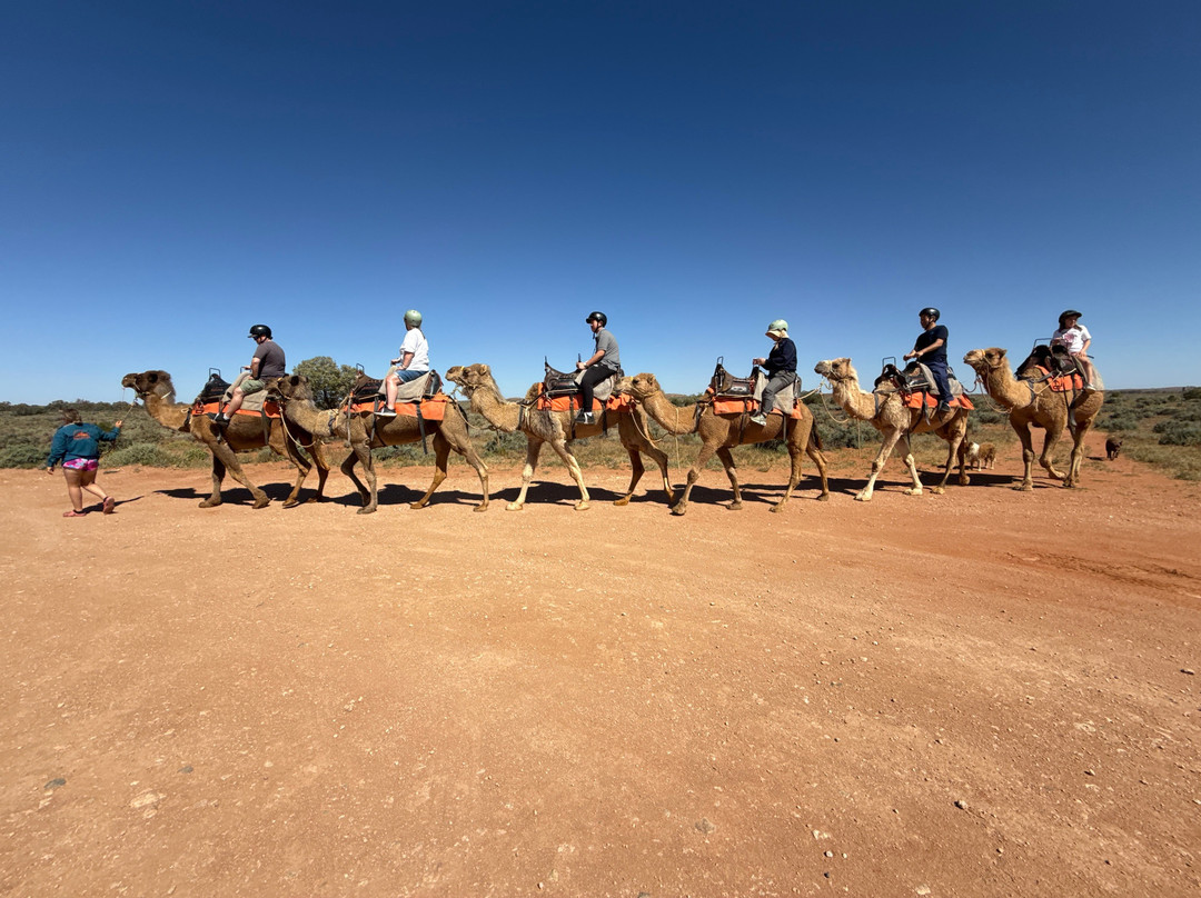 Silverton Outback Camels-Silverton必去景点