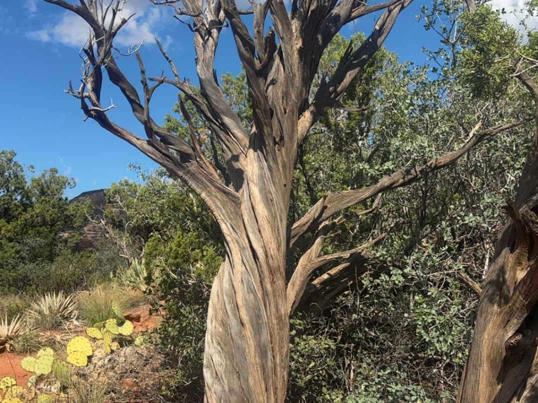 Arizona Safari Jeep Tours-塞多纳必去景点