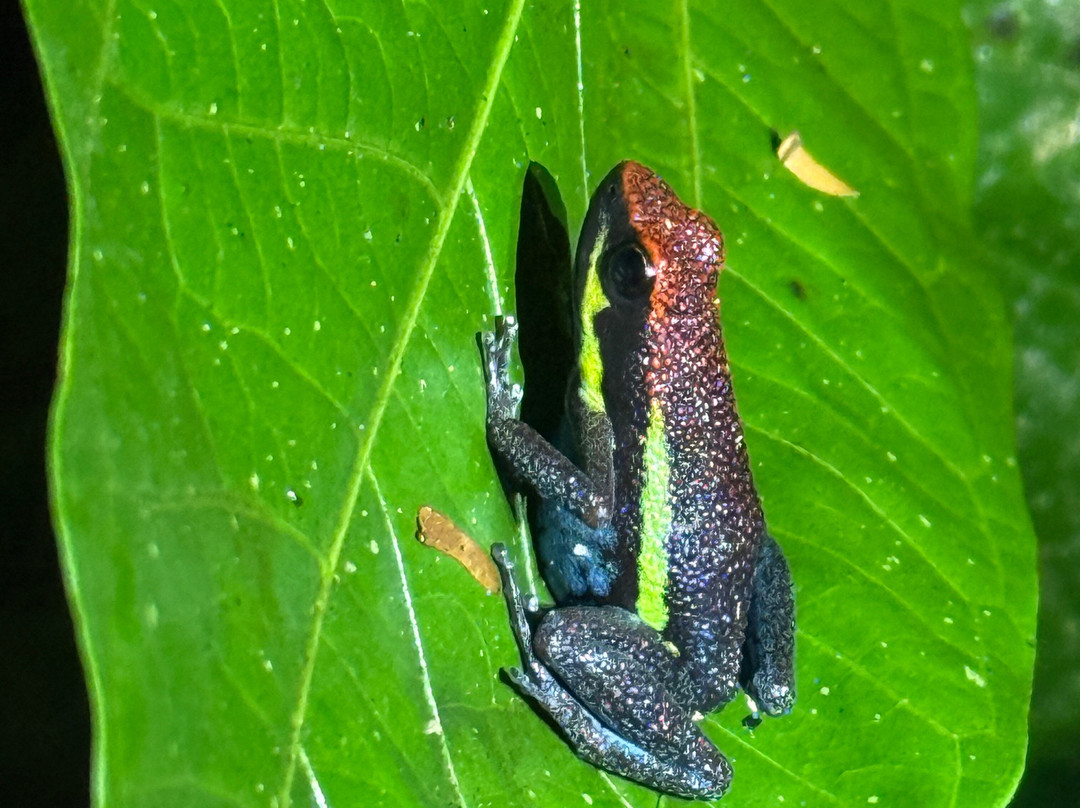 Peru Amazon Expeditions-Manu必去景点