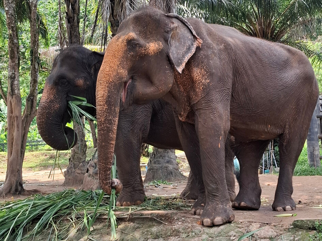 Phuket Elephant Nature Reserve-他朗必去景点