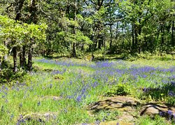 Camassia Natural Area-West Linn必去景点