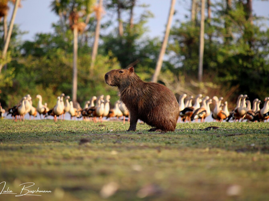 Wild Llanos Tours and Safaris景点图片