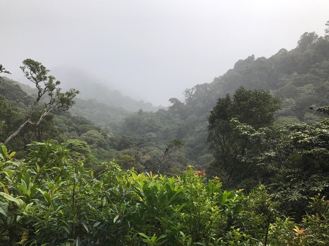 Forest Alive景点图片