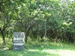 Bosque de Pau-Brasil景点图片