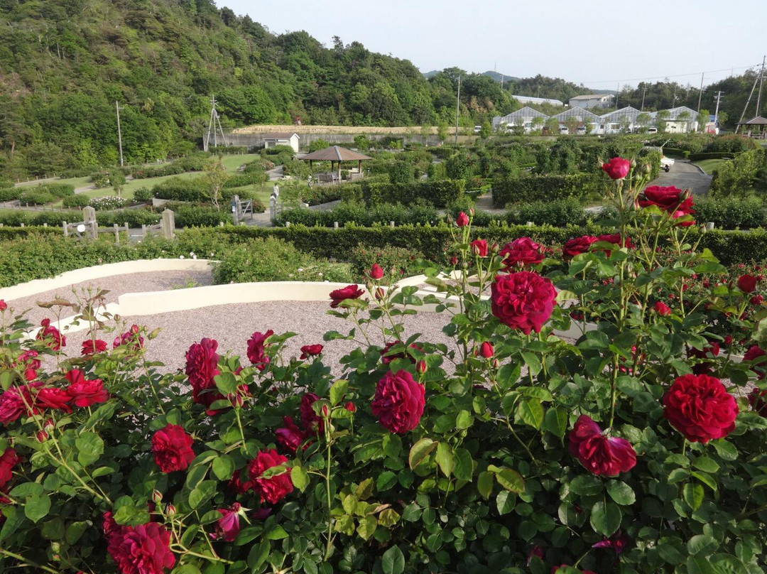 泉南市旅游景点-Hanasaki Farm / David Austin Roses