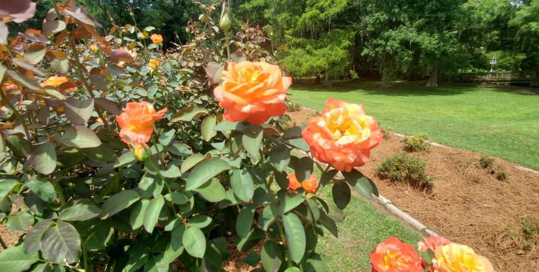 Edisto Memorial Gardens景点图片