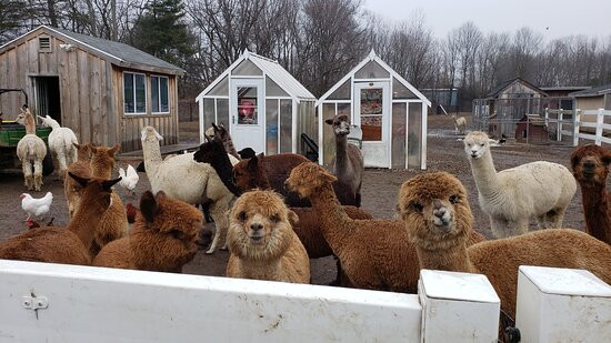 Roaring Acres Alpacas-Suffield必去景点