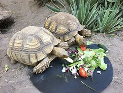 Coco Cabanas Loreto主图