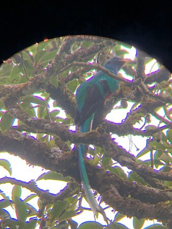 Roy´s the Monteverde local nature guide´s-圣埃伦娜必去景点