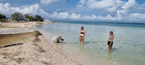 Horse Ranch Bonaire-Kralendijk必去景点