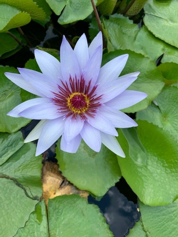 Pinecrest Gardens-Pinecrest必去景点