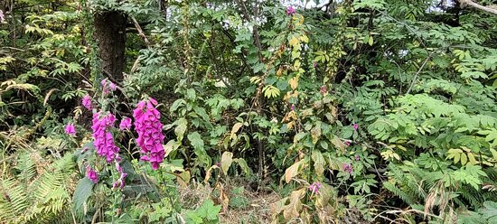 Howard Creek Ranch Inn主图