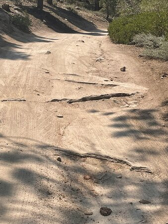 Champion Lodgepole Pine-大熊湖必去景点