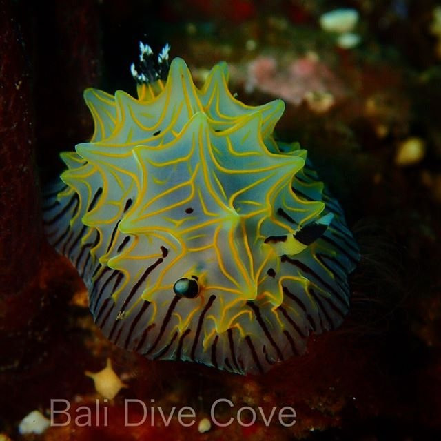Bali Dive Cove-艾湄湾必去景点