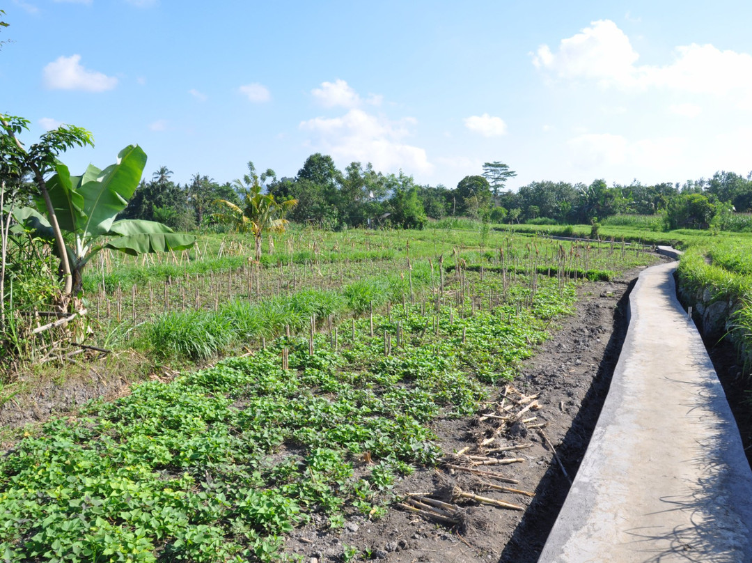 Side By Side Organic Farm景点图片