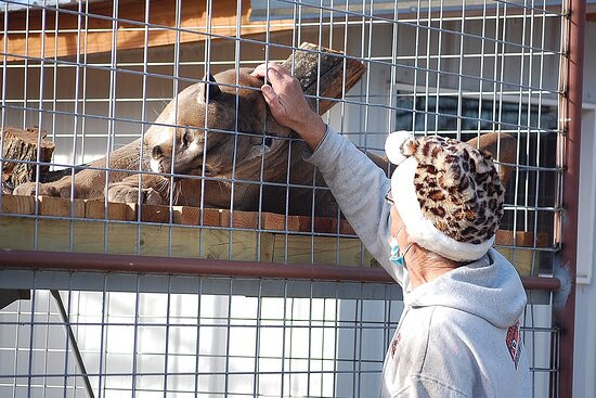 Cedar Cove Feline Conservatory & Education Center-Louisburg必去景点