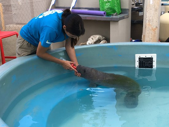 Centro de Conservación de Manatíes de Puerto Rico-Bayamon必去景点
