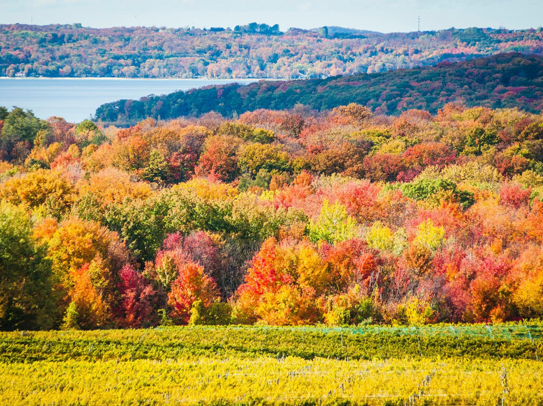 null-特拉弗斯城