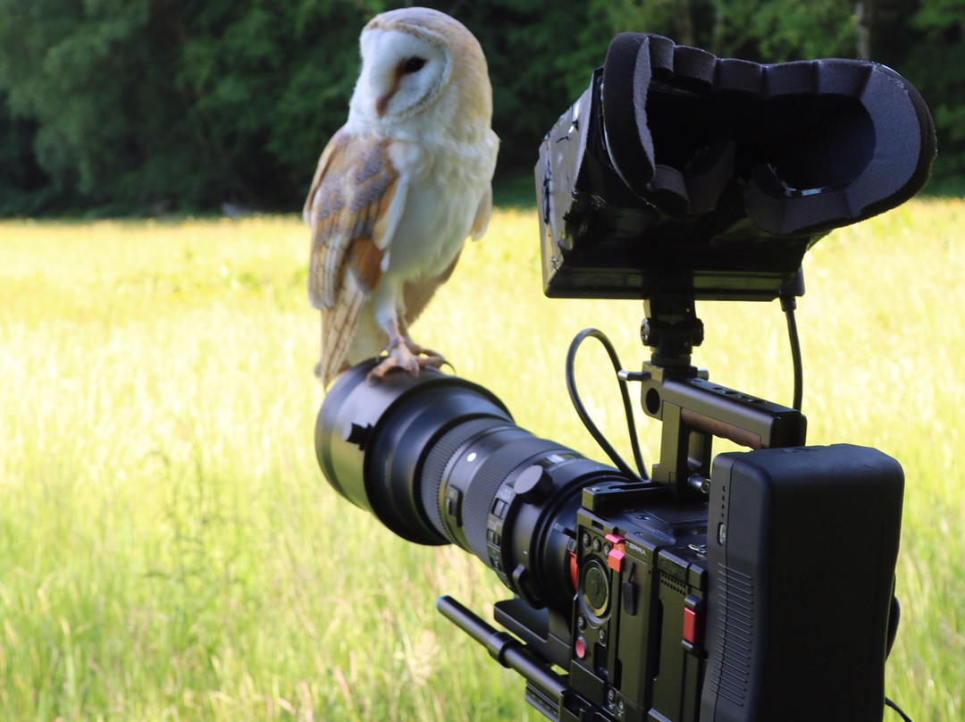 East Coast Falconry-County Wicklow必去景点