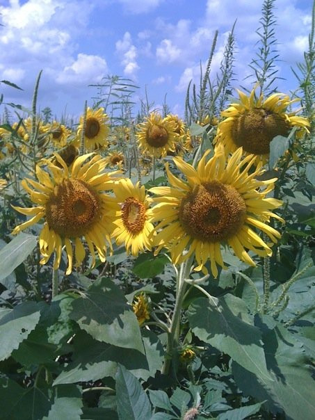 Memphis Best Tours-孟菲斯必去景点