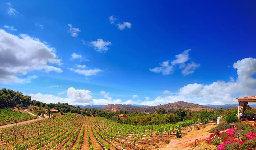 Altipiano Vineyard and Winery景点图片