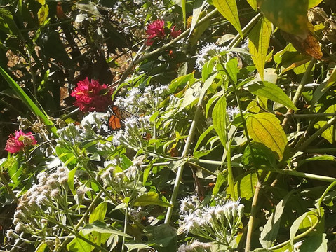 Gondedumala旅游景点-Pandit Jawaharlal Nehru Botanical Garden