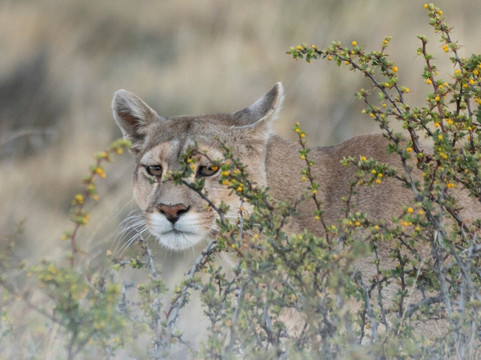 Wayajapuma-纳塔莱斯港必去景点