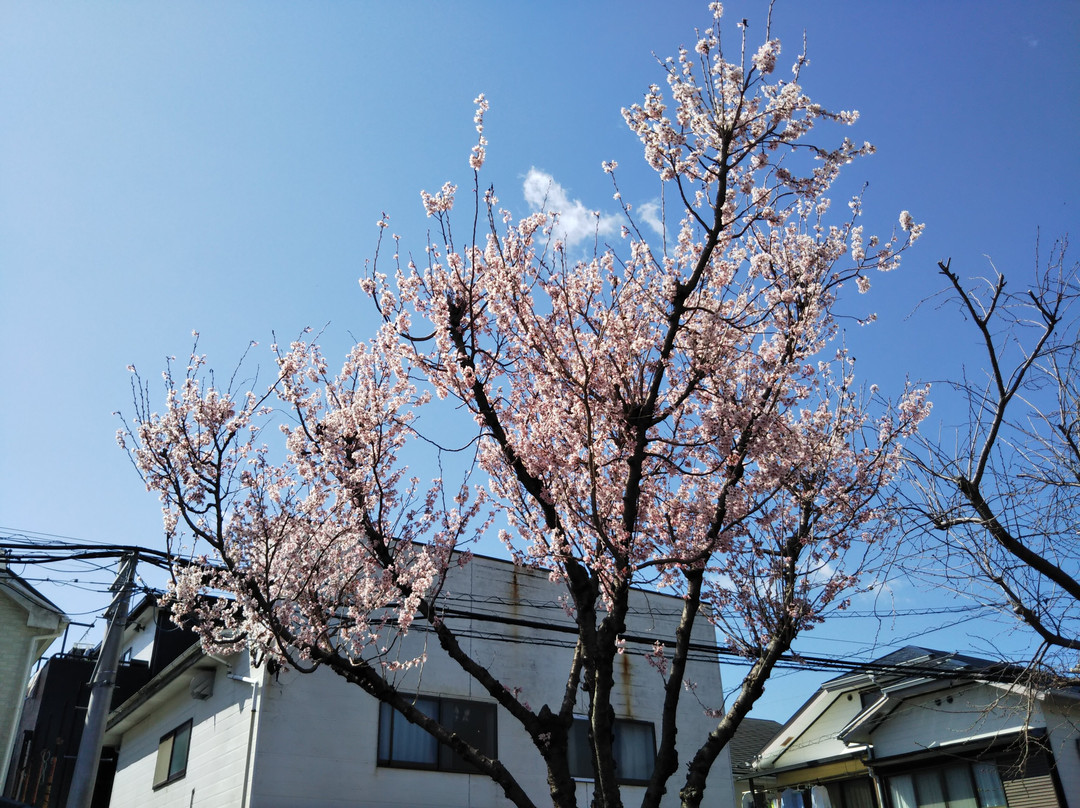 Sagamigaoka Nakayoshi Komichi Sakura Hyakka no Michi-座间市必去景点