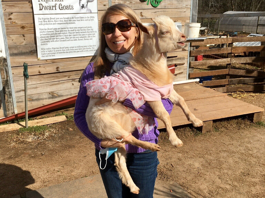 Spring Haven Farm-教堂山必去景点