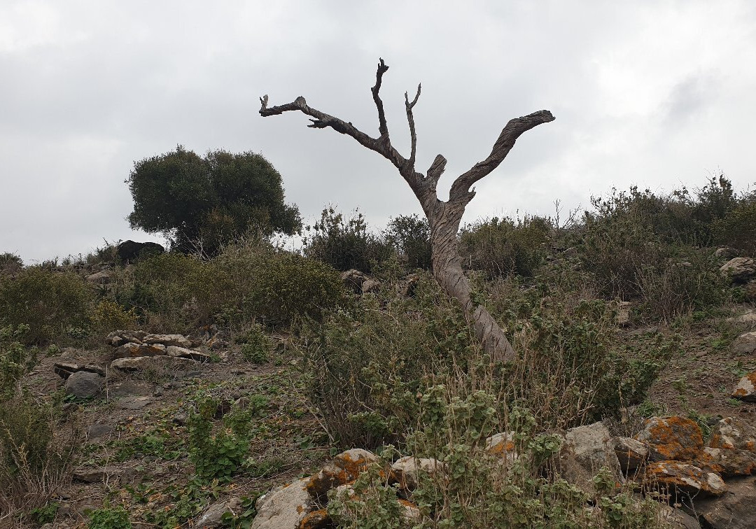 Pico Cebolla-Las Palas必去景点