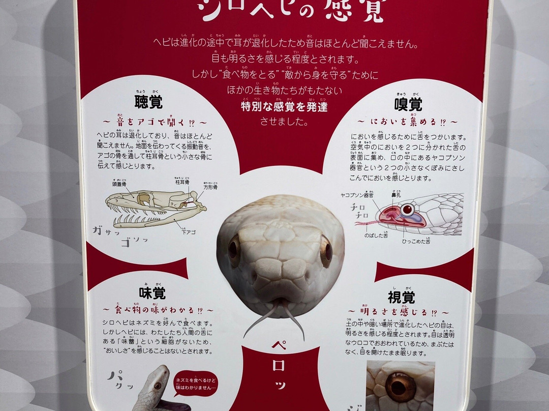 Iwakuni Shirohebi Museum景点图片