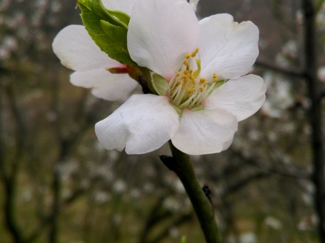 Safarmaina Resort主图